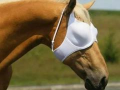 这主人给马带着眼罩有考虑过马的马脸吗？