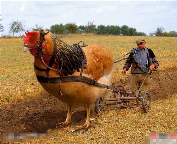ȱ