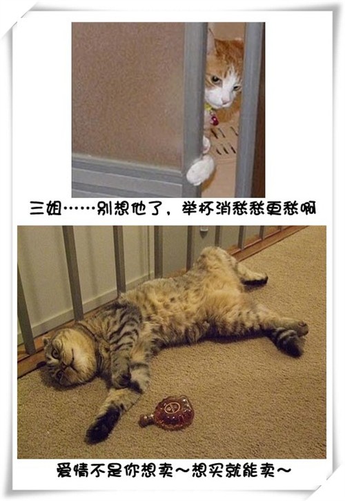 Цè޵