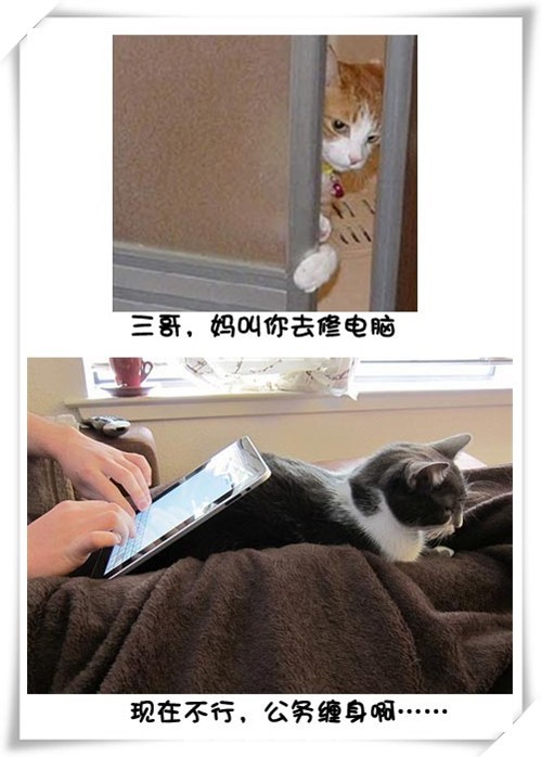 Цè޵