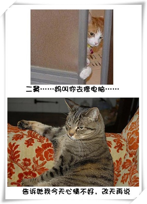 Цè޵