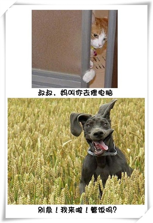 Цè޵