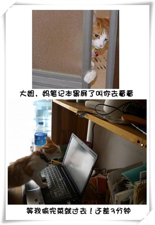 Цè޵