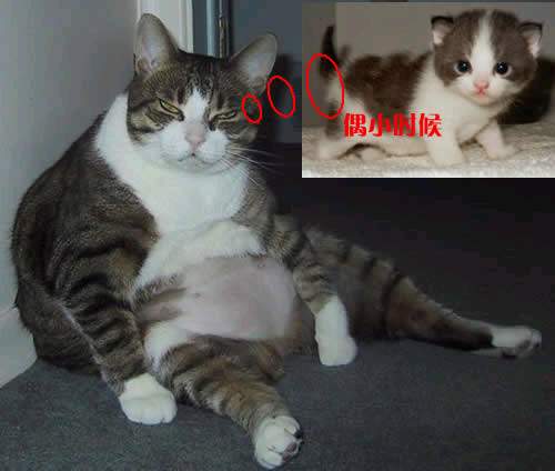 Цè